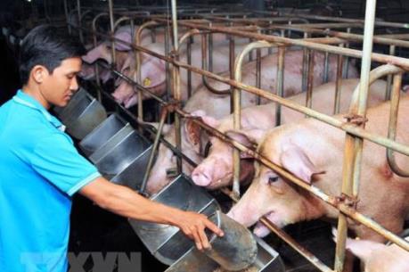 Dự báo thị trường thịt lợn sẽ ổn định