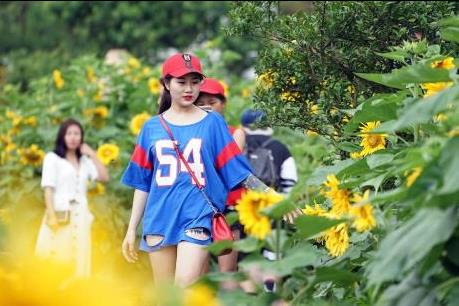 Ngất ngây sắc hướng dương vàng giữa mây trời Tây Bắc