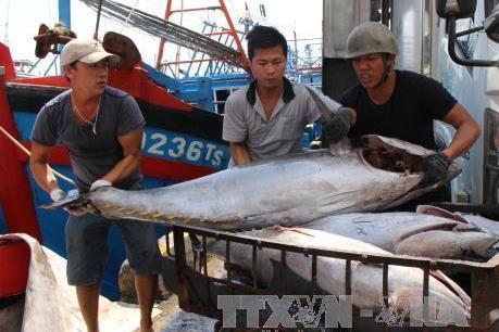 Cơ hội và thách thức của ngành khai thác hải sản - Bài 2: Tận dụng cơ hội mới