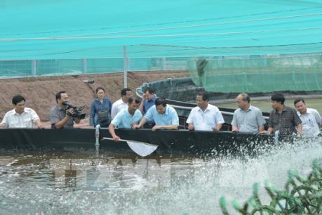 Làm gì để phát triển bền vững ngành tôm Việt ?