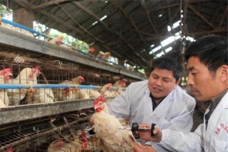 Trung Quốc phát hiện ổ cúm gia cầm H5N1 đầu tiên từ năm 2014