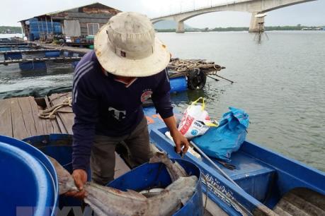 Công bố kết quả phân tích mẫu nước khu vực cá chết hàng loạt tại Vĩnh Tân - Bình Thuận