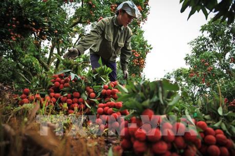 Bắc Giang gia tăng giá trị sản xuất nông nghiệp