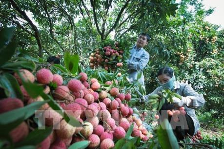 Vải thiều Thanh Hà được giá