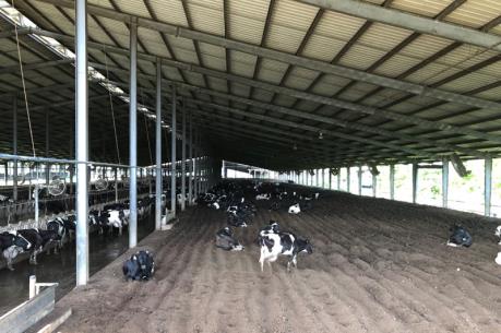 Tập đoàn TH true Milk chuẩn bị sản xuất dòng sữa A2