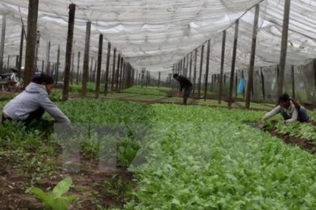 ハノイは野菜と果物の輸出市場を拡大