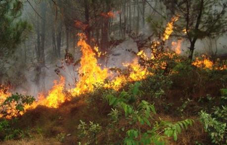 Nghệ An dập tắt vụ cháy rừng thông tại xã Khánh Sơn, huyện Nam Đàn