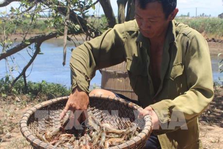 Nguyên nhân tôm nuôi chết hàng loạt tại Thanh Hóa