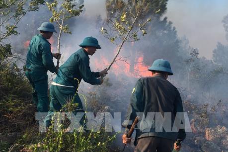 Nắng nóng gay gắt, đám cháy rừng thông lan rộng