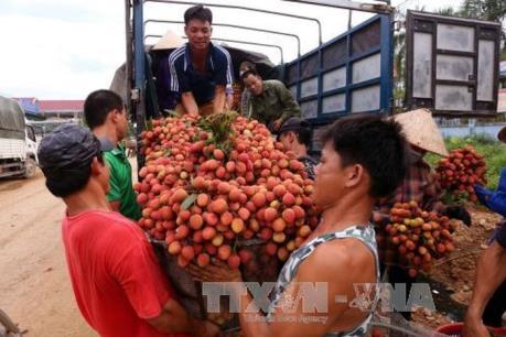 Vải thiều Việt Nam được đón nhận nồng nhiệt lại Malaysia