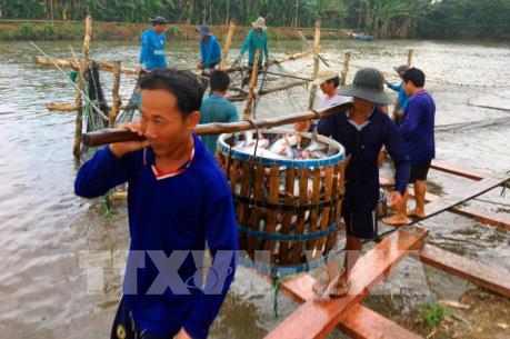 Giá cá tra nguyên liệu tiếp tục có xu hướng giảm
