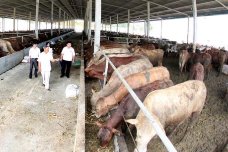 Tăng thu nhập từ chăn nuôi bò