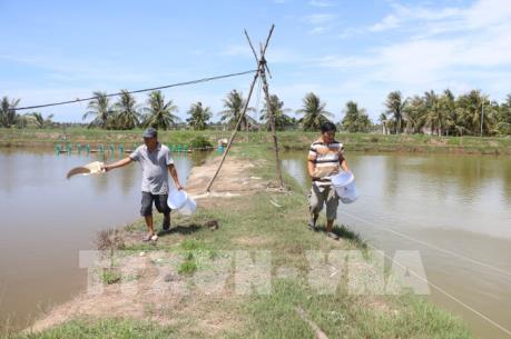 Nông dân nuôi tôm ở Bạc Liêu “treo ao” chờ giá