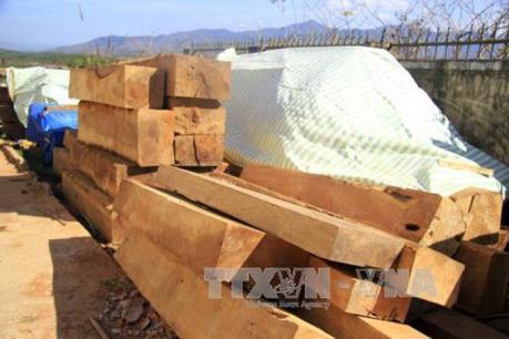 Vụ bắt giữ gỗ lậu quy mô lớn tại Đắk Nông: Khởi tố và truy nã thêm 2 bị can