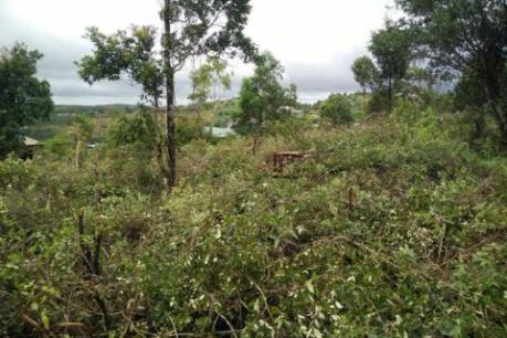 Đắk Nông: Xử lý việc cấp 17 “sổ đỏ” từ đất quốc phòng tại huyện Tuy Đức