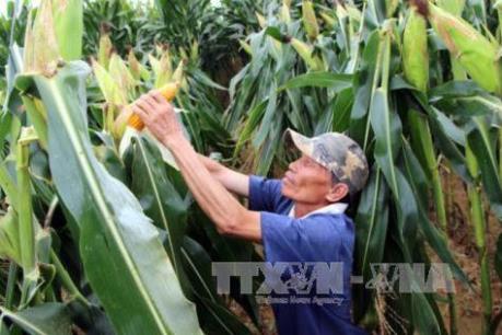 Nông dân Tiền Giang chuyển đổi sang trồng ngô thu lợi nhuận cao