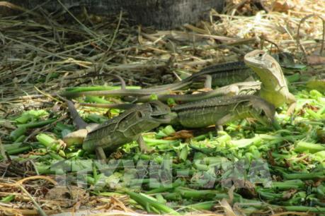 Ninh Thuận phát triển nuôi dông thương phẩm