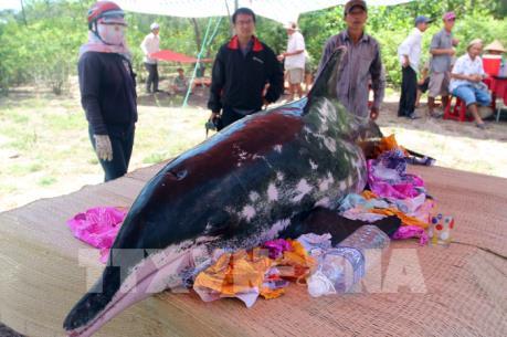 Cá voi nặng gần 200 kg trôi dạt vào bờ biển Duy Xuyên, Quảng Nam