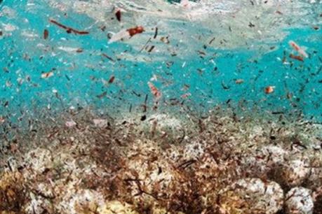 Israel thử nghiệm xử lý hạt nhựa trong nước biển bằng sứa