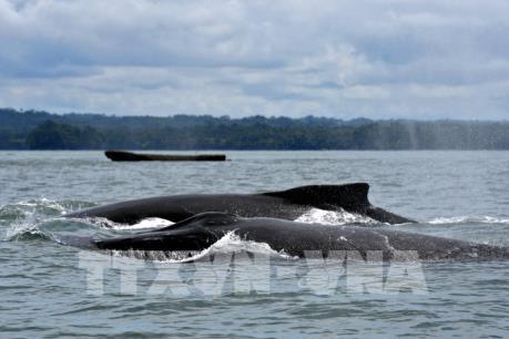 Colombia bắt đầu mùa du lịch ngắm cá voi lưng gù