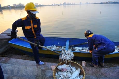 Đã xác định được nguyên nhân cá chết tại Hồ Tây