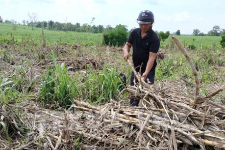 “Vỡ” hợp đồng bao tiêu sản phẩm, người trồng mía lao đao