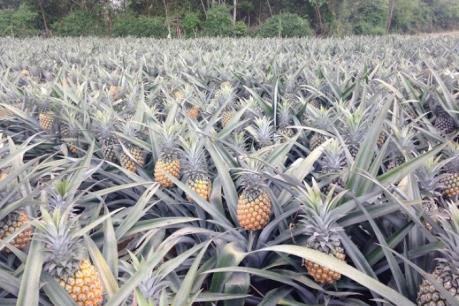 Đắk Lắk giá dứa xuống thấp, người trồng thua lỗ