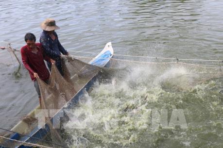 Phát triển mạnh nuôi cá tra nguyên liệu đáp ứng nhu cầu chế biến xuất khẩu