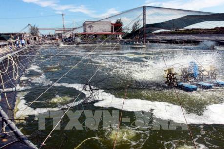 Hơn 12.000 ha diện tích tôm sú tại đồng bằng sông Cửu Long bị thiệt hại