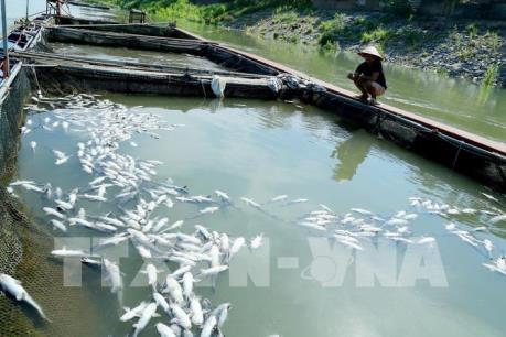 Phú Thọ: Cá lồng lại chết hàng loạt do xả lũ