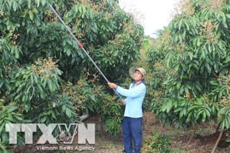 Sẽ tổ chức nhiều hoạt động xúc tiến tiêu thụ nhãn Hưng Yên, Sơn La