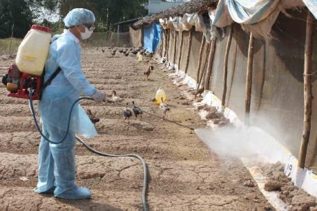 Chủ động phòng, chống dịch bệnh động vật sau mưa lũ