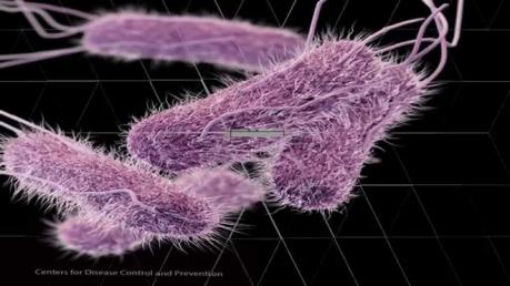 Mỹ ghi nhận 100 trường hợp nhiễm khuẩn Salmonella tại 33 bang