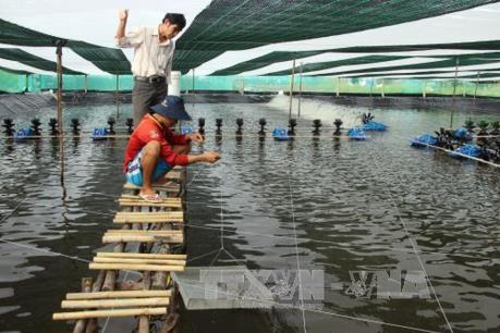 Khắc phục ô nhiễm môi trường do nuôi tôm siêu thâm canh