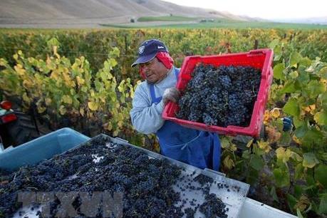 Nông dân Mỹ lo ngại về tác động của xung khắc thương mại Mỹ - Trung