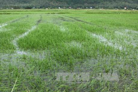 Bạc Liêu chống úng ngập cứu lúa