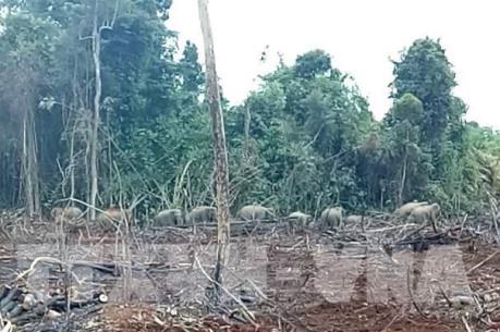 Dựng 50km hàng rào điện vẫn chưa thể ngăn xung đột giữa voi và người