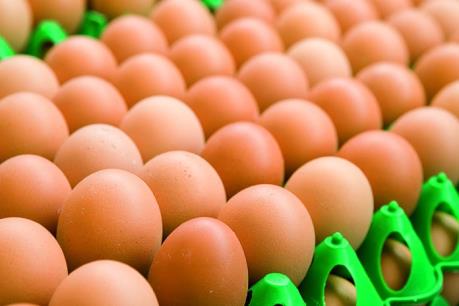 Ngành sản xuất trứng gà lớn nhất thế giới tự động hóa từng bước