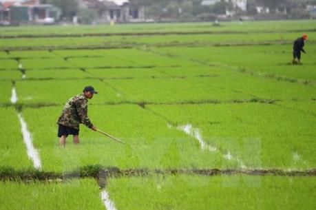 Khẩn trương chống ngập úng cho cây trồng do mưa lớn