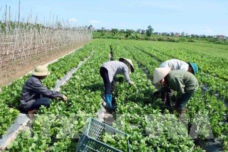 Giá rau Đà Lạt tăng cao do mưa kéo dài