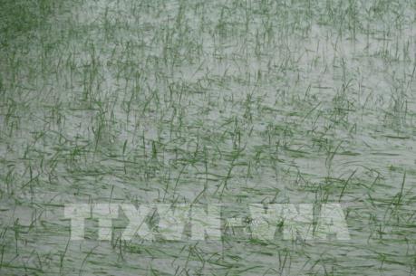 Ứng phó với bão số 3: Hà Nam đảm bảo an toàn đê điều, lên phương án sẵn sàng tiêu úng