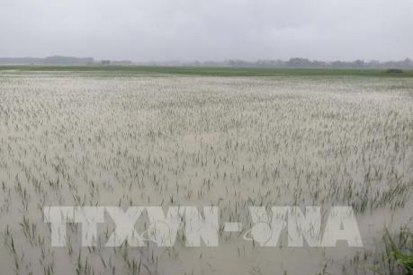 Thanh Hóa có hơn 13.000 ha lúa bị ngập úng do mưa lớn