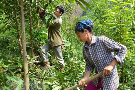 Kon Tum còn 8 nhà máy thủy điện nợ tiền dịch vụ môi trường rừng