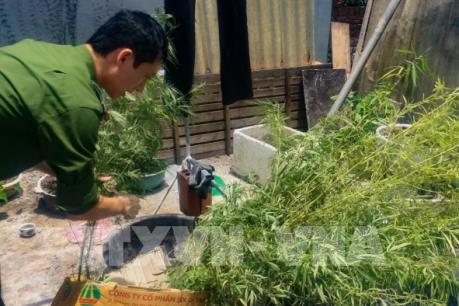 Đắk Nông tiêu hủy hơn 1.000 cây cần sa