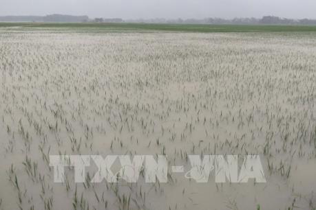 23% diện tích gieo cấy Đồng bằng Bắc Bộ và Bắc Trung Bộ bị ngập úng