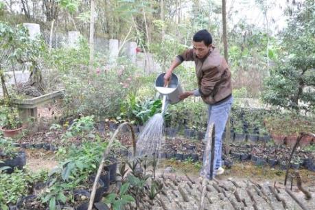 Triển vọng phát triển cây dược liệu ở Tam Đảo