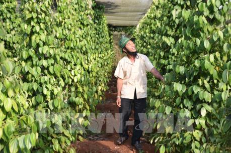 Giúp nông dân trồng hồ tiêu vượt khó khăn