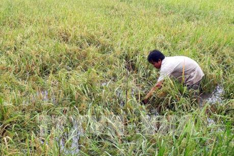 Giá lúa ở Kiên Giang giảm do ảnh hưởng mưa bão