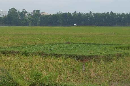 Nhiều đồng ruộng ở Vĩnh Phúc bị bỏ hoang