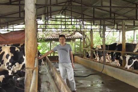 Nông dân Vĩnh Phúc vắt sữa bò ra... ô tô